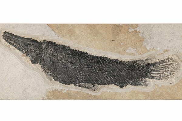 A fossil gar (Lepisosteus ) showing the distinctive scale preservation.